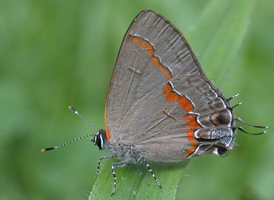 Red-banded Hairstreak